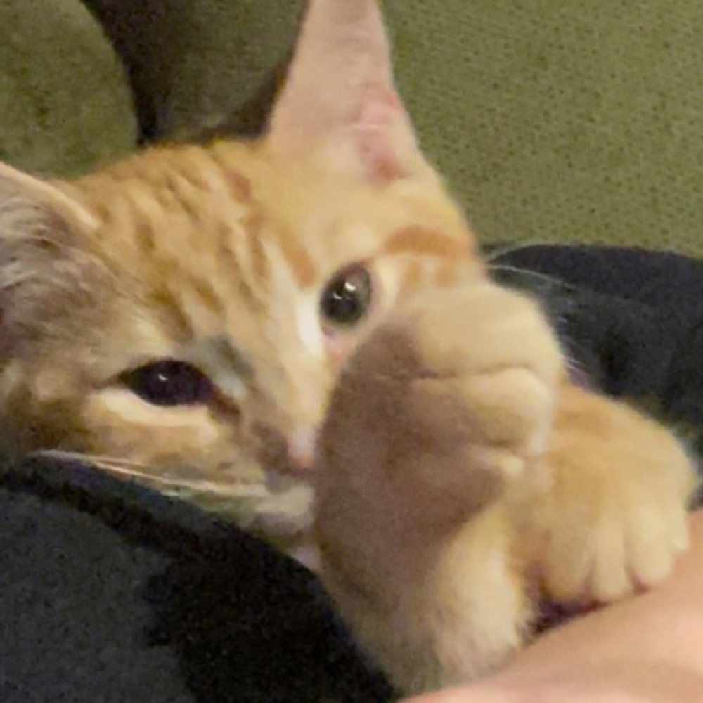 Meet your Posher, Sophia